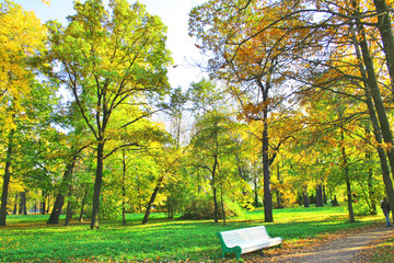 Naklejka premium park trees