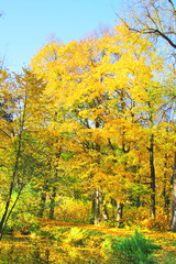 Naklejka premium park trees