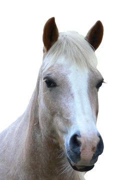 Pferde-Portrait