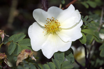 Rosa x pteragonis; Wildrose