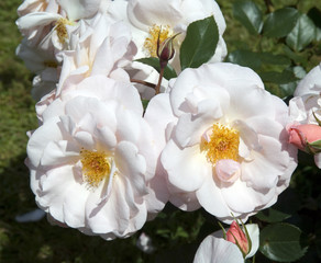 Rosendal; Floribundarose