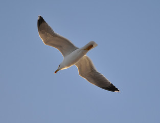Gaviota volando en cielo