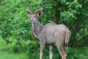 Juvenile Kudu Bull