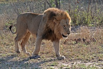 Löwe, Löwenmännchen, Südafrika