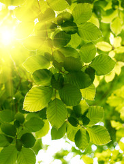 Fototapeta na wymiar Zielone liście z ray słonecznym.