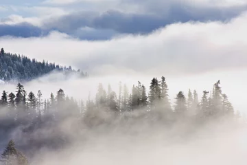 Foto auf Acrylglas Wald im Nebel Inspirierende Bilder von Kiefern bedeckt mit Nebel