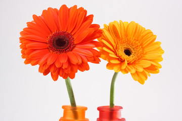 zwei Blüten Gerbera rot und orange