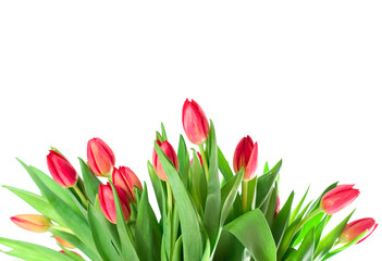 bouquet of tulips isolated on white