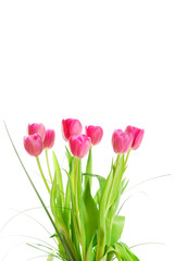 Fototapeta premium bouquet of tulips isolated on white