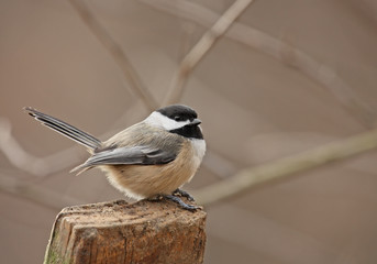 Black-capped Chickadee (Poecile atricapilla)
