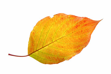 Naklejka na ściany i meble Leaf on a gleam, capillaries of a leaf are visible