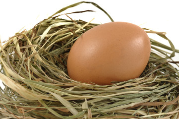 Chicken egg