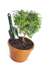 Small decorative tree isolated on a white