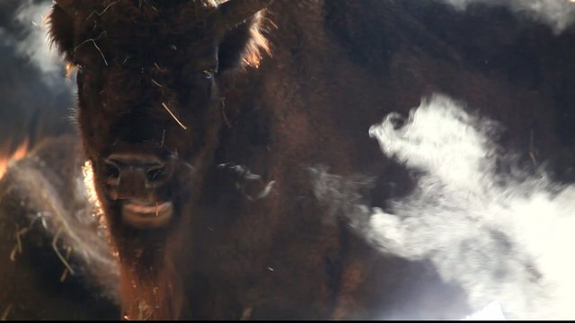 Wisent
