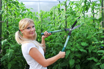 Young woman working in a garden trimming tomato plants