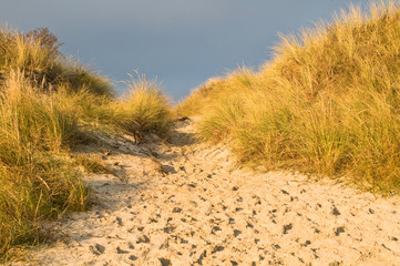 Dünenlandschaft auf Nordseeinsel Juist