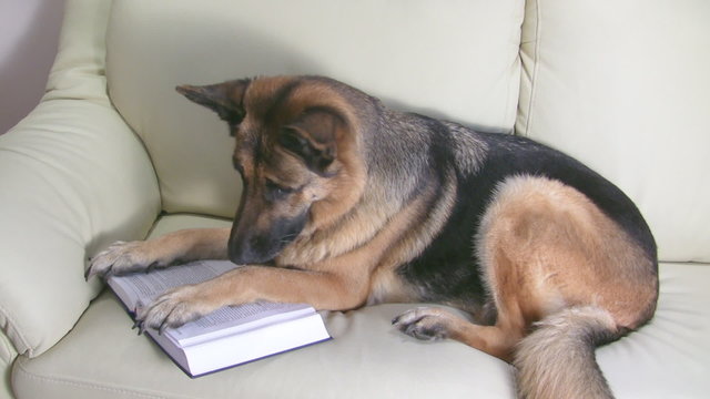 Clever German Shepherd reading book on the couch
