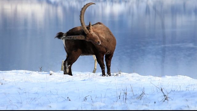 steinbock