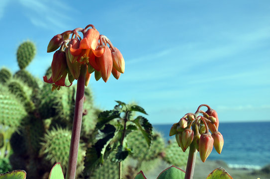 Campanillas en la playa