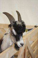chevre