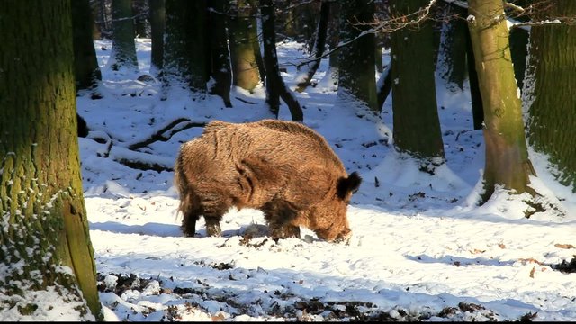 Wildschwein