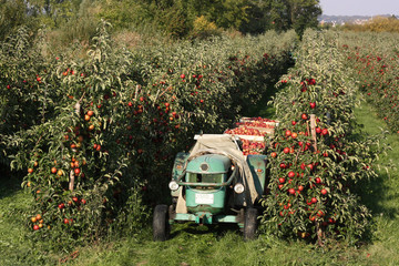 Apfelernte im Alten Land bei Hamburg © Thorsten Schier