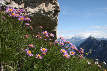 Fiori di montagna