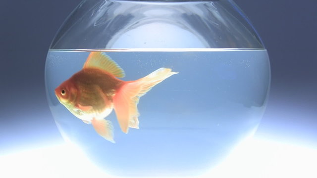 Gold fish swimming in the bowl