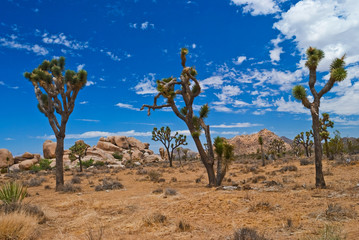 Joshua Trees