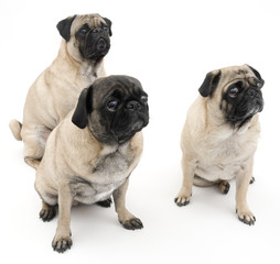 Obraz premium Three Pugs Isolated on White