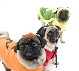 Three Halloween Pugs