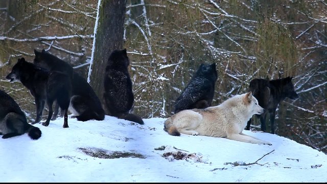 Wolfsgeheul