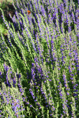 Blooming hyssop