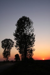 Fototapeta na wymiar Sunset and trees