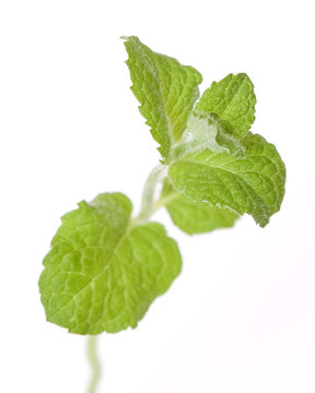 Apfelminze Images Browse 34 Stock Photos, Vectors, and Video Adobe