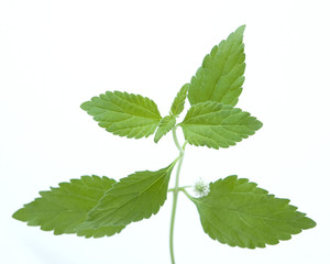 aztekisches Süßkraut