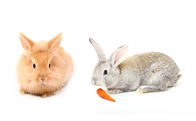 Naklejka premium two young rabbits