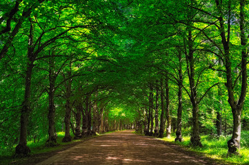 Fototapeta premium Perspective