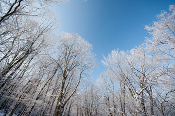 Fototapeta na wymiar zimowy las
