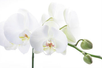 Fototapeta na wymiar White Orchid 1