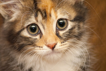 Fototapeta na wymiar Kitten portrait