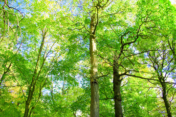 Fototapeta premium park trees