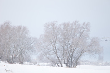 Fototapeta premium Winter