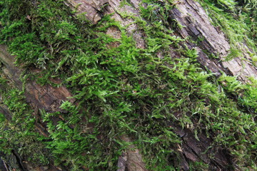 Fototapeta premium Moos