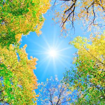 park trees