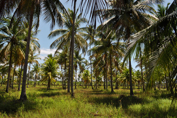 Palmtrees