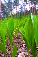 Obraz premium Lilies of the valley