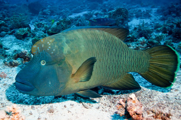 poisson napol&eacute;on