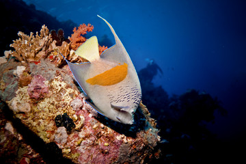 Obraz na płótnie Canvas parrotfish