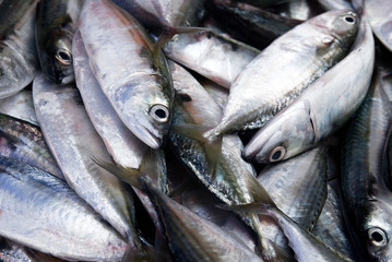 Fresh fish on seafood market